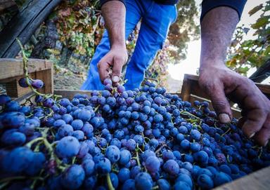 Caldo record, in Alto Adige la vendemmia più anticipata di sempre
