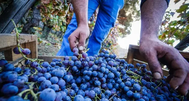 Caldo record, in Alto Adige la vendemmia più anticipata di sempre