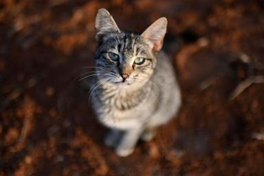 Cortaccia, animali ammassati e maltrattati: «Indagare su chi li ha ceduti»