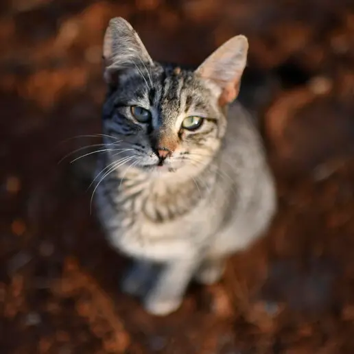 Cortaccia, animali ammassati e maltrattati: «Indagare su chi li ha ceduti»