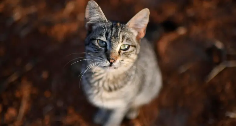 Cortaccia, animali ammassati e maltrattati: «Indagare su chi li ha ceduti»
