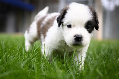Stop al Dna obbligatorio per i cani in Alto Adige: presentata la legge per rimborsare i proprietari