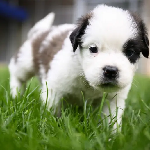 Stop al Dna obbligatorio per i cani in Alto Adige: presentata la legge per rimborsare i proprietari