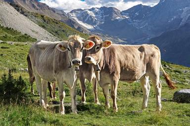 Alpeggi in Alto Adige, premio da 200 euro per ogni capo di bestiame: coinvolte 4.740 aziende