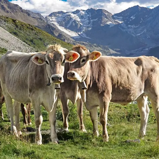 Alpeggi in Alto Adige, premio da 200 euro per ogni capo di bestiame: coinvolte 4.740 aziende