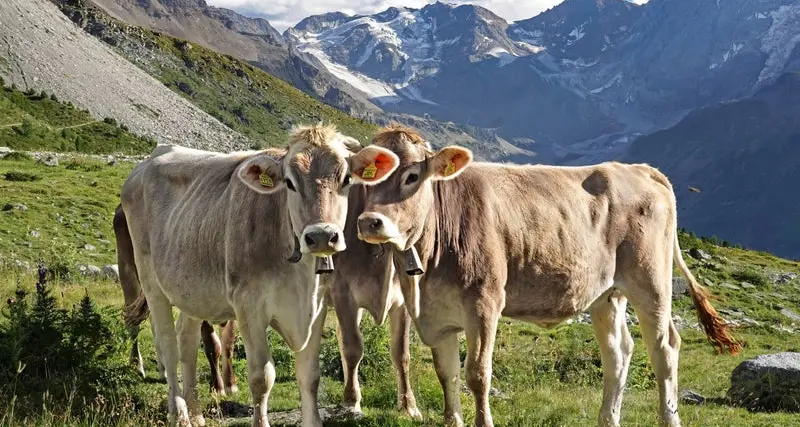 Alpeggi in Alto Adige, premio da 200 euro per ogni capo di bestiame: coinvolte 4.740 aziende