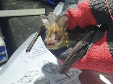 Ritrovata dopo 26 anni una colonia di vespertilio di Bechstein, pipistrello rarissimo