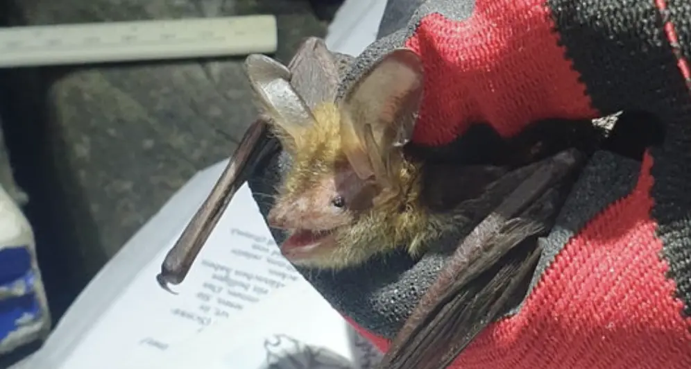 Ritrovata dopo 26 anni una colonia di vespertilio di Bechstein, pipistrello rarissimo