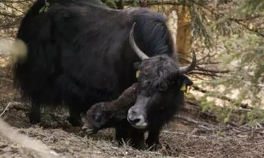 Reinhold Messner, il gesto per ricordare Nirmal Purja: dà il suo nome a un cucciolo di yak