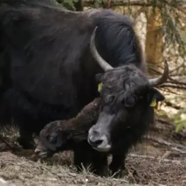 Reinhold Messner, il gesto per ricordare Nirmal Purja: dà il suo nome a un cucciolo di yak