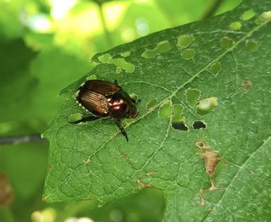 Scarabeo giapponese in Trentino, tre ettari di vigne colpiti: al via la lotta per eliminarlo