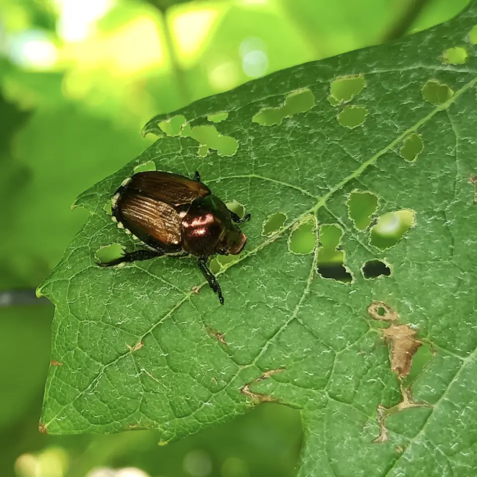 Scarabeo giapponese in Trentino, tre ettari di vigne colpiti: al via la lotta per eliminarlo