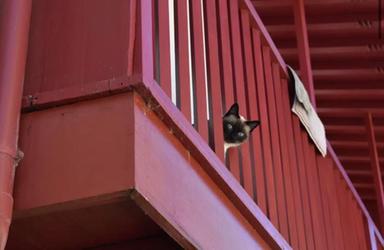 Bolzano, 32 gatti caduti dai balconi in cinque mesi: l'allarme dei veterinari