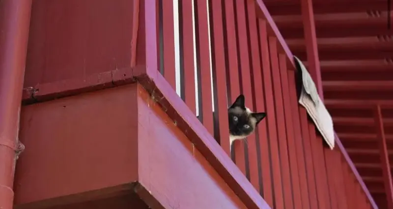Bolzano, 32 gatti caduti dai balconi in cinque mesi: l'allarme dei veterinari