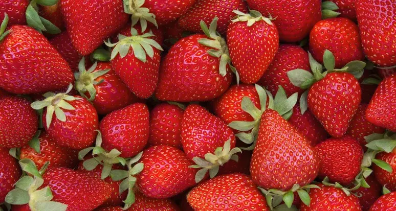 Fragole, nuovi aiuti in Alto Adige: 100 mila euro all’anno per sostenere la coltivazione