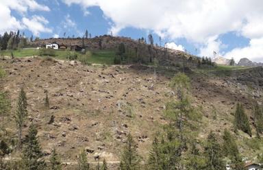 Vaia, otto anni dopo il rimboschimento continua: in Alto Adige colpiti 6mila ettari