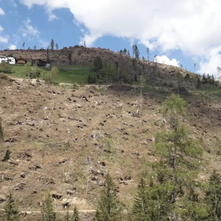 Vaia, otto anni dopo il rimboschimento continua: in Alto Adige colpiti 6mila ettari