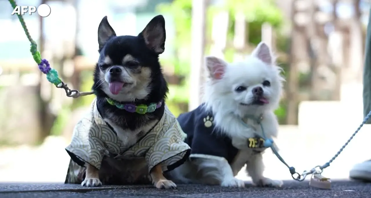 Cani e gatti in kimono, gli amici a quattro zampe benedetti a Tokyo