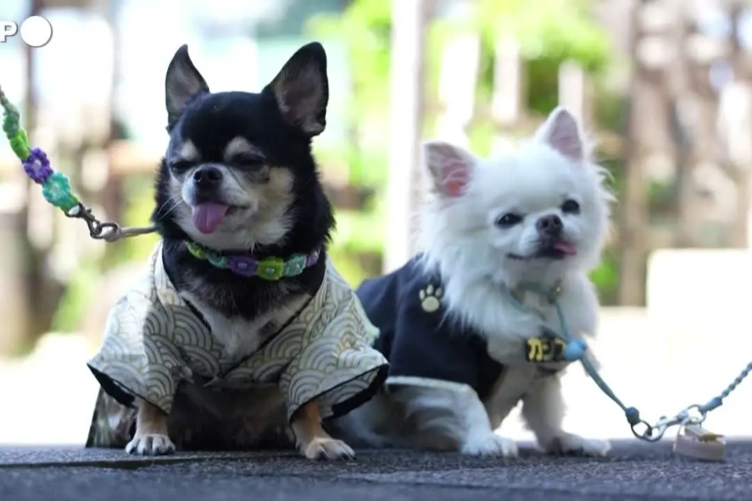 Cani e gatti in kimono, gli amici a quattro zampe benedetti a Tokyo
