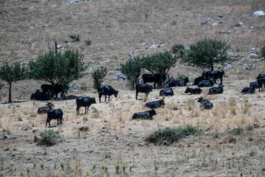 Copa-Cogeca, su impatto del caldo estremo in agricoltura serve chiaro indirizzo Ue