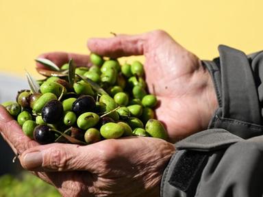 Ismea, filiera italiana dell'olio d'oliva resiste: produzione a 325mila tonnellate