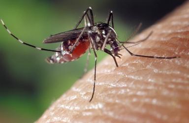 Dal virus West Nile alla malaria, servono più sorveglianza e disinfestazioni