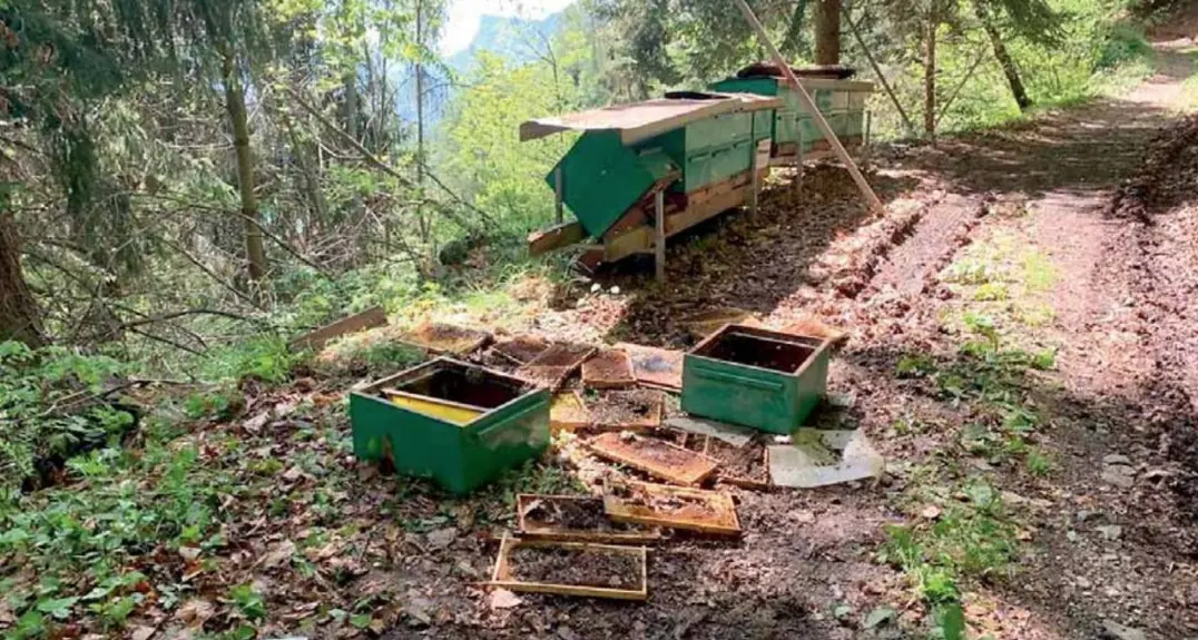 L’orso fra Lagundo e Marlengo. I sindaci: «Cresce la paura»