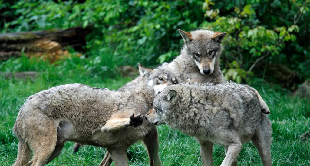 Lupi vittime di bracconaggio in Alto Adige? Per l’assessore Schuler non è possibile