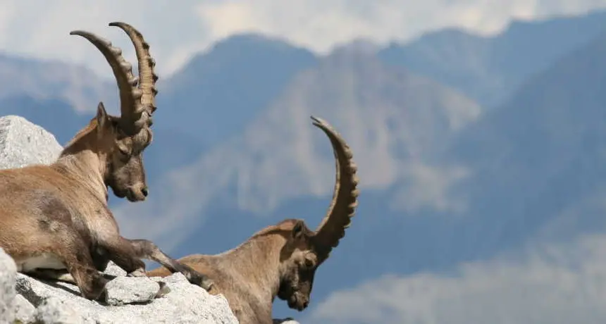 Il ritiro dei ghiacciai mette a rischio gli animali alpini