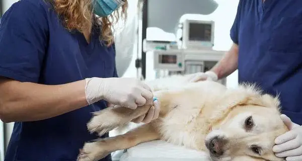 Cane visitato e dimesso, muore per una torsione toracica. La famiglia: «Giustizia per la morte Dandy»