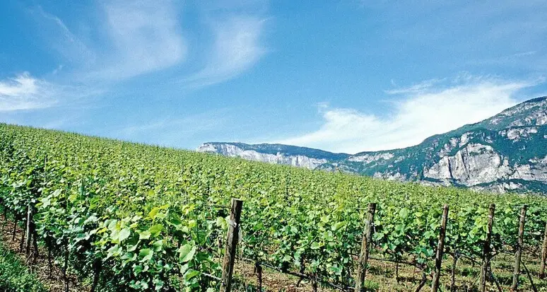 Vendemmia 2024, meno quantità ma la qualità sarà eccellente