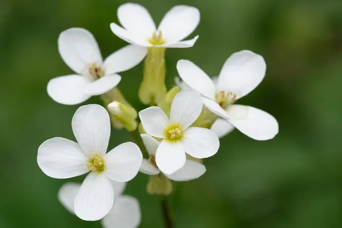 Mappata la crescita delle piante, dalle staminali al fiore