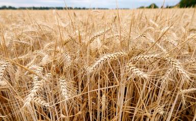 Ue, con caldo e siccità crollano le prospettive per i raccolti estivi