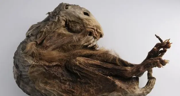 La marmotta mummificata trovata sul Monte Rosa torna ad Aosta grazie alla tecnologia Eurac