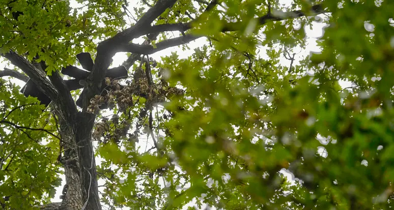 Bolzano: trapiantati 15 alberi per far posto al padel a Maso della Pieve