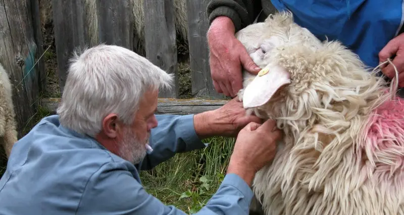 Veterinari, nuovo servizio online dal 28 gennaio in Alto Adige