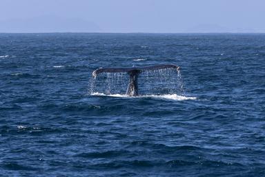 La Groenlandia orientale invasa dalle balene giganti alla ricerca di cibo
