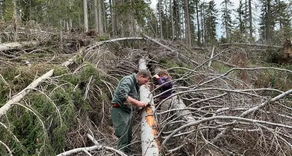 Il bostrico ha devastato 5 mila ettari di bosco in Alto Adige: la prova nelle immagini satellitari