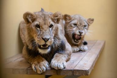 Ucrania: El león rescatado de la guerra en Ucrania y llevado a EEUU está enfermo
