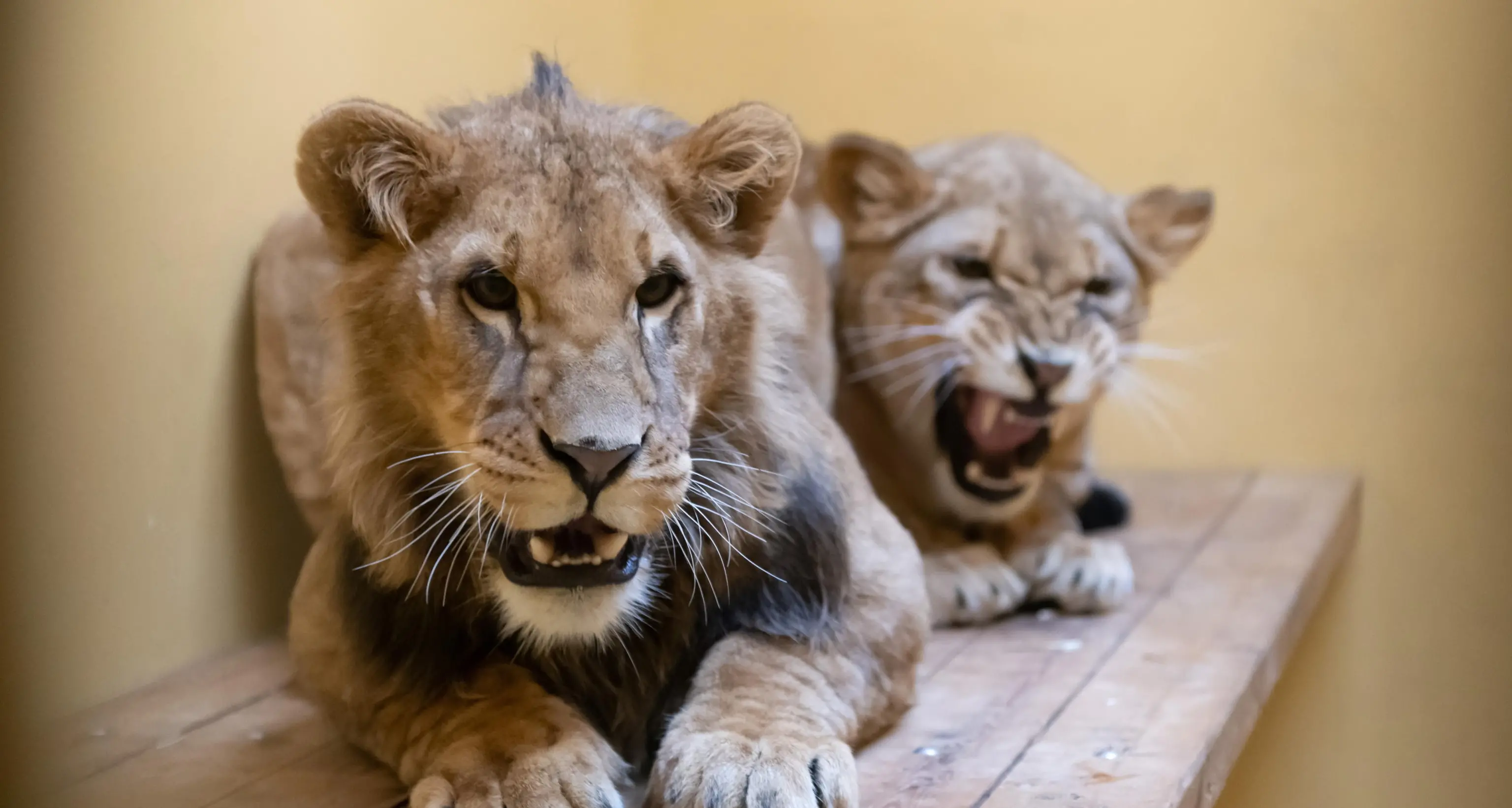 Ucrania: El león rescatado de la guerra en Ucrania y llevado a EEUU está enfermo