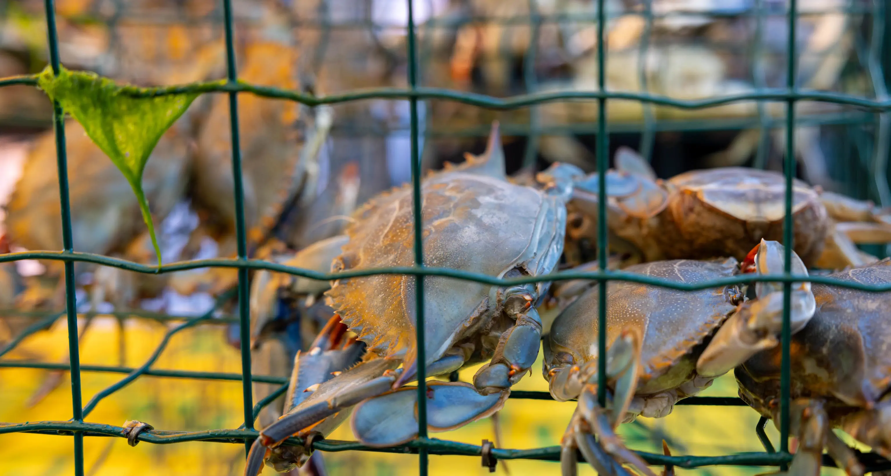 Granchio blu: Lollobrigida, arriva moratoria mutui imprese