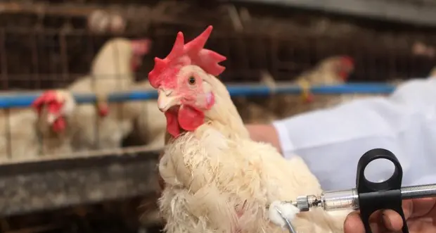 Aviaria, finora nessun caso in Alto Adige. Ma i veterinari: «Tenete il pollame al chiuso»