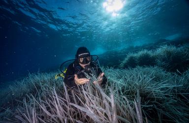 Sei nuove aree marine protette, l'Italia arriva al 31% dei mari tutelato