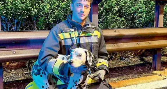 Il dalmata salvato in A22 dopo l’incidente “adottato” da un finanziere