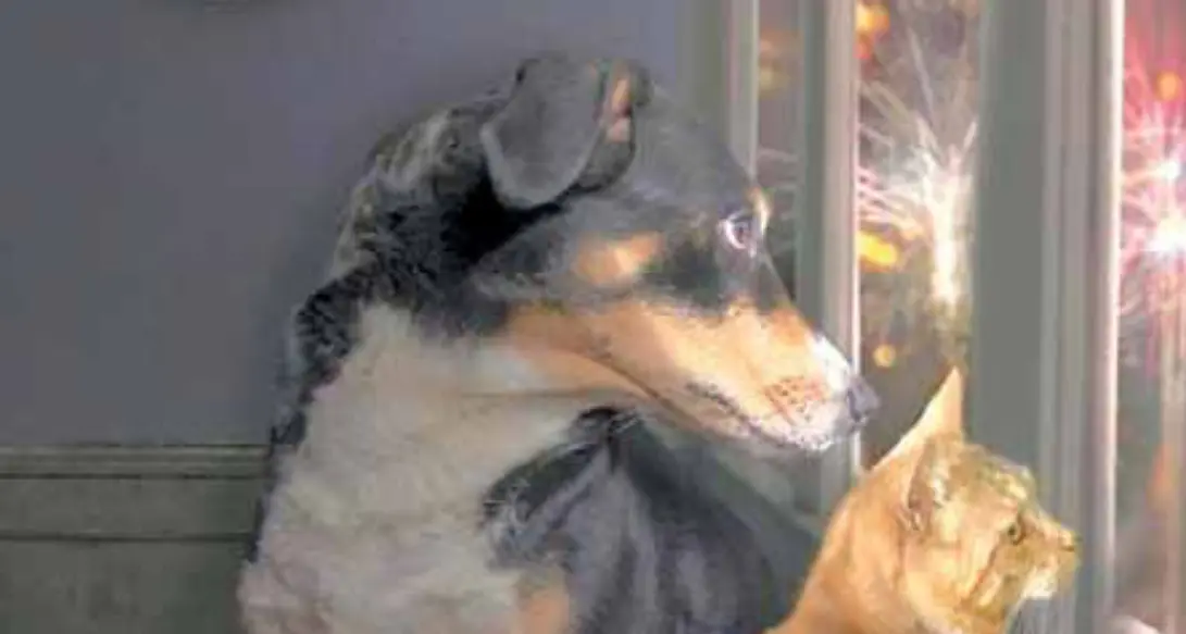 In arrivo le festività con luci e botti: ecco come proteggere cani e gatti