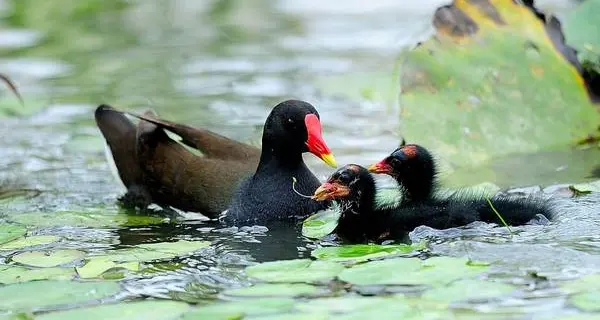 Il Wwf: «In Alto Adige lo sfalcio precoce mette a rischio molte specie animali»