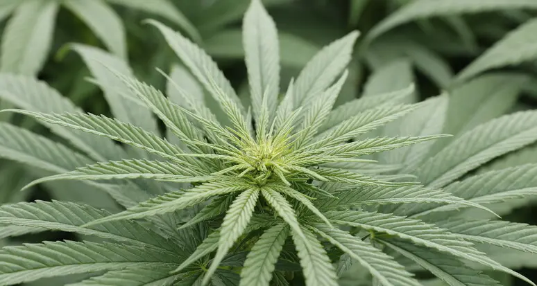 Merano, serra di marijuana in pieno centro: arrestato per spaccio. La segnalazione dal vicinato