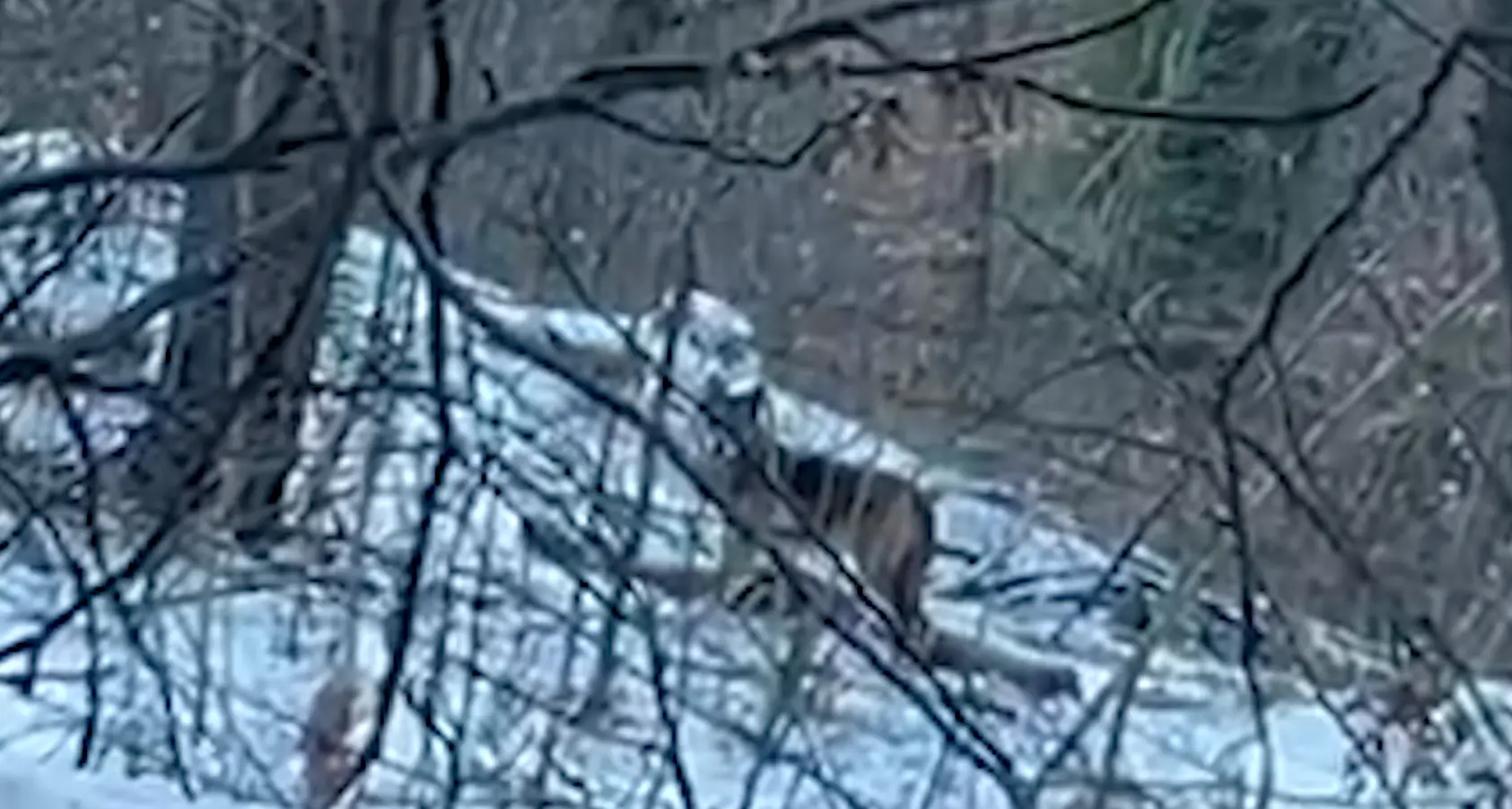 Trento, il lupo a spasso nei boschi vicino alla strada sul monte Bondone