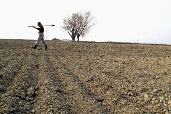 Fao, El Niño minaccia l'agricoltura, mappate le aree con siccità superiore al 50%