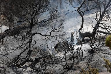 Almeno 69 i morti per gli incendi in Algeria